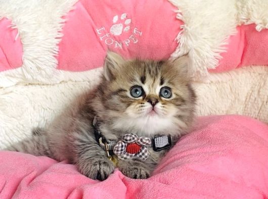 Özel Sevenlere Kalite Silver British Longhair Bebeklerim görsel