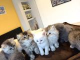10 Yeni̇ British Shorthair Yavrular Ankara Mağazamizda Görün