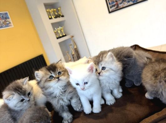 10 Yeni̇ British Shorthair Yavrular Ankara Mağazamizda Görün görsel