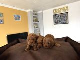 Toy Poodle Dünyasindan Renk Renk Yavrular Ankara