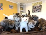10 YENİ BRITISH SHORTHAIR YAVRULAR ANKARA MAĞAZAMIZDA GÖRÜN