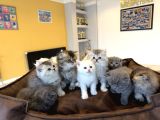 10 Yeni̇ British Shorthair Yavrular Ankara Mağazamizda Görün