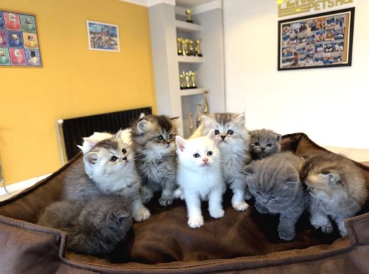 10 Yeni̇ British Shorthair Yavrular Ankara Mağazamizda Görün görsel