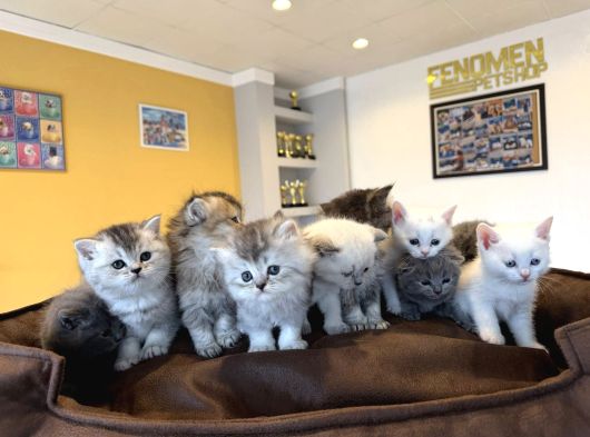 10 Yeni̇ British Shorthair Yavrular Ankara Mağazamizda Görün görsel