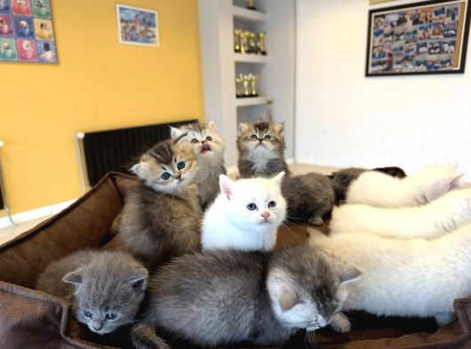 10 Yeni̇ British Shorthair Yavrular Ankara Mağazamizda Görün görsel
