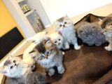 10 Yeni̇ British Shorthair Yavrular Ankara Mağazamizda Görün
