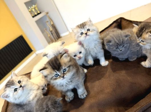 10 Yeni̇ British Shorthair Yavrular Ankara Mağazamizda Görün görsel
