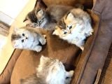 10 Yeni̇ British Shorthair Yavrular Ankara Mağazamizda Görün