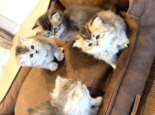 10 Yeni̇ British Shorthair Yavrular Ankara Mağazamizda Görün görsel