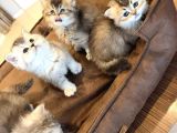 10 Yeni̇ British Shorthair Yavrular Ankara Mağazamizda Görün