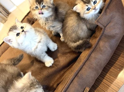 10 Yeni̇ British Shorthair Yavrular Ankara Mağazamizda Görün görsel