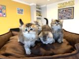 10 Yeni̇ British Shorthair Yavrular Ankara Mağazamizda Görün