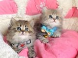 Özel Sevenlere Kalite Silver British Longhair Bebeklerim