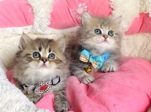 Özel Sevenlere Kalite Silver British Longhair Bebeklerim görsel