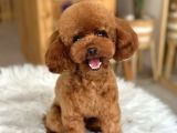 Güvenilir Yetiştiriciden Sağlıklı Toy Poodle Yavruları