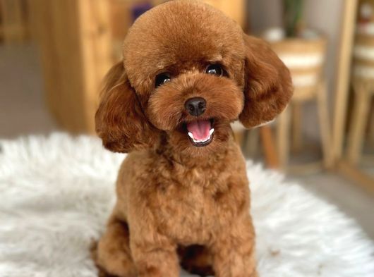 Güvenilir Yetiştiriciden Sağlıklı Toy Poodle Yavruları görsel