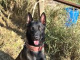 Üst Seviye Koruma Adayı Malinois Yavrular