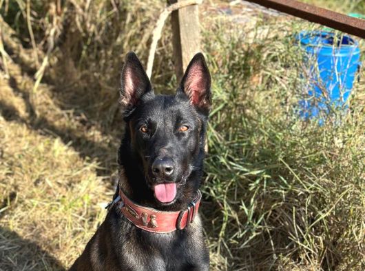 Üst Seviye Koruma Adayı Malinois Yavrular görsel