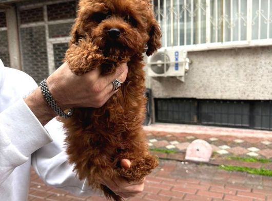 Efsane poodle bebekler