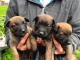 Üst Seviye Koruma Adayı Malinois Yavrular