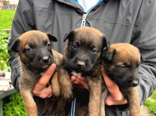 Üst Seviye Koruma Adayı Malinois Yavrular görsel