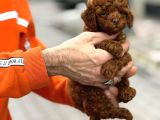 Zeki Oyuncu Toy Poodle Bebekler