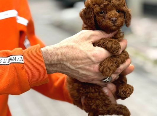 Zeki Oyuncu Toy Poodle Bebekler görsel
