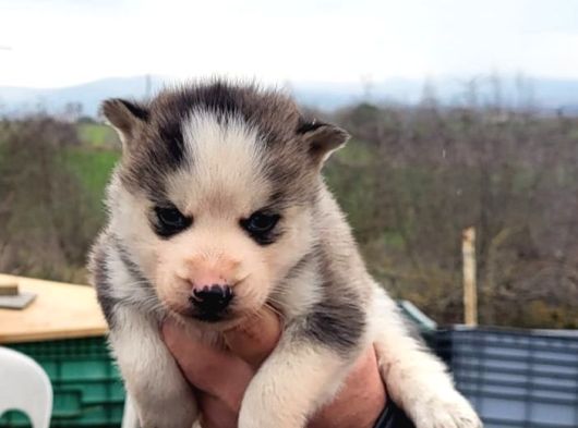 Masmavi Gözler Harika Maske Husky görsel