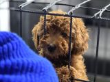 Muazzam güzellik poodle bebekler