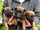 Üst Seviye Koruma Adayı Malinois Yavrular