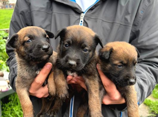 Üst Seviye Koruma Adayı Malinois Yavrular görsel