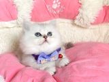 Özel Sevenlere Kalite Silver British Longhair Bebeklerim