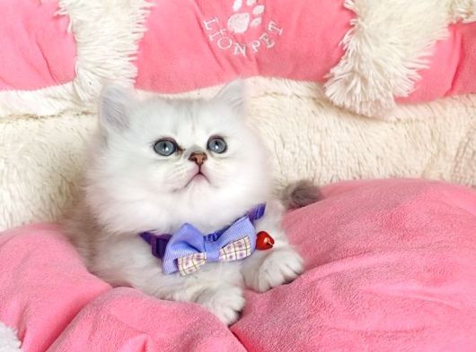 Özel Sevenlere Kalite Silver British Longhair Bebeklerim görsel