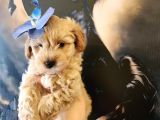 Bebek yüzlü maltipoo bebekler