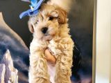 Bebek Yüzlü Maltipoo Bebekler