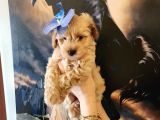Bebek Yüzlü Maltipoo Bebekler