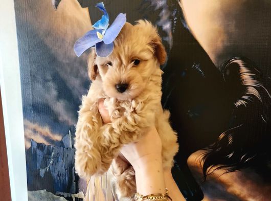 Bebek Yüzlü Maltipoo Bebekler görsel