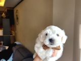 Karbeyaz Maltese Terrier Bebekleri