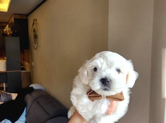 Karbeyaz Maltese Terrier Bebekleri görsel
