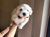 Karbeyaz Maltese Terrier Bebekleri