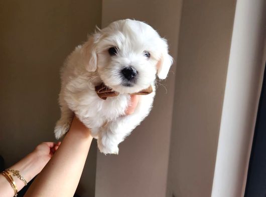 Karbeyaz Maltese Terrier Bebekleri görsel
