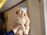 A Kalite Maltipoo Bebekler