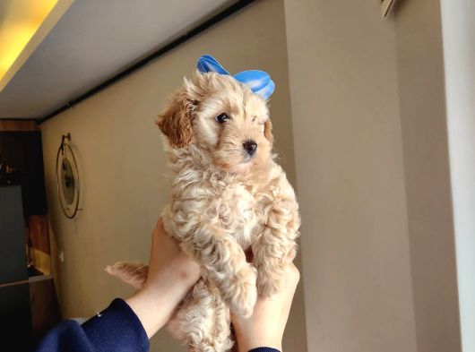 A Kalite Maltipoo Bebekler görsel