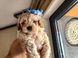 A kalite maltipoo bebekler