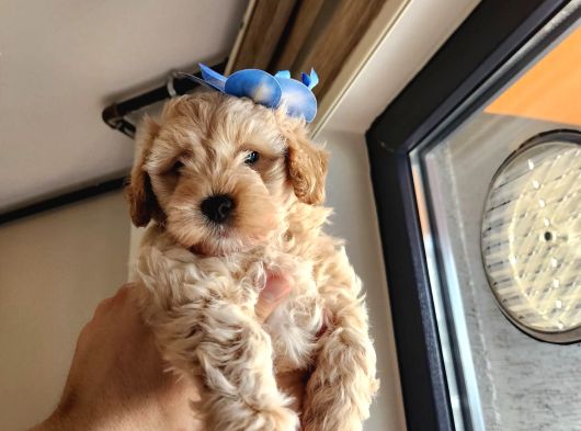 A Kalite Maltipoo Bebekler