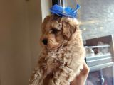 A Kalite Maltipoo Bebekler