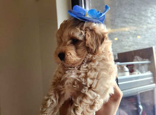 A Kalite Maltipoo Bebekler görsel