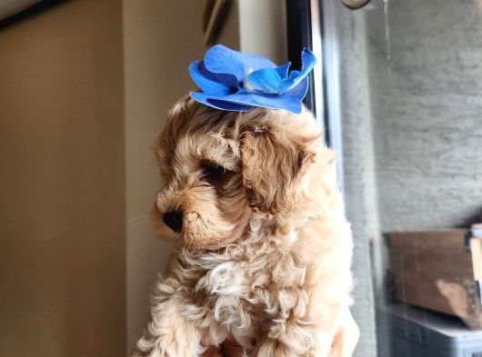 A Kalite Maltipoo Bebekler görsel