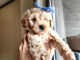 A Kalite Maltipoo Bebekler