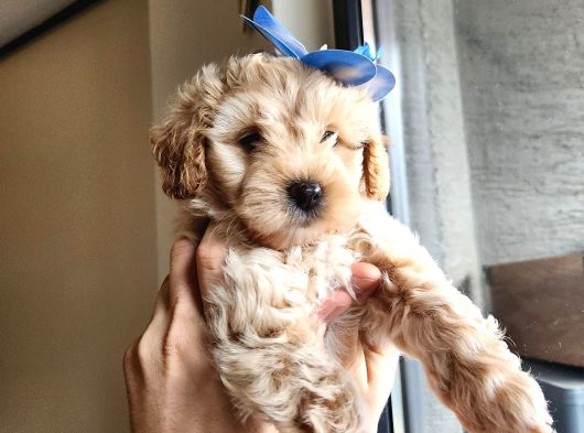 A Kalite Maltipoo Bebekler görsel